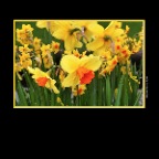 Flowers_Daffodils_Apr 15_2018_HDR_A2827_2x2