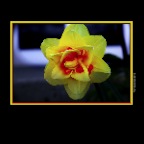 Flower_Apr 20_2019_CR2_E3165_peCircldLite_2x2