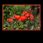 Flowers Poppies_May 27_2018_CR2_A3852_2x2