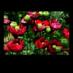 Poppies_0730_3_2x2