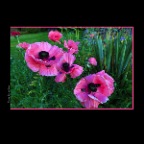 Poppies Kits_May 25_2013_HDR_A2584_2x2