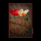 Poppies_1a_peHdriSunst_2x2