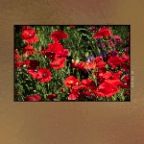 Flowers_Poppies_Jun 11_2017_HDR_A1952_2x2
