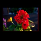 301 Raymur Flowers_Aug 9_2012_C9227_2x2