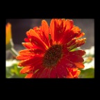 301 Raymur Flowers 15-85_Aug 11_2012_7043_2x2
