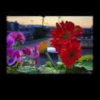 301 Raymur Flowers_Aug 10_2012_HDR_C9382_2x2