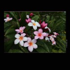 Hawaii Flowers_Nov 24_2012_HDR_C9560_2x2