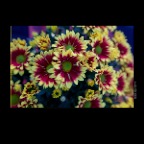 301 Raymur Flowers_Sep 28_2012_C5351_2x2