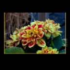 301 Raymur Flower_Aug 18_2012_1804_2x2