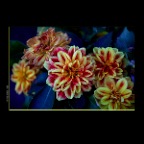 301 Raymur Flower_Aug 20_2012_HDR__7329vel_2x2