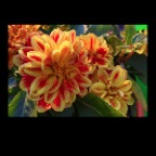 301 Raymur Flowers_Aug 22_2012_HDR_C2791_2x2