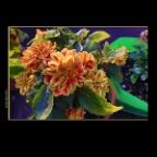 301 Raymur Flowers_Aug 22_2012_HDR_C2795_2x2