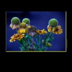 301 Raymur Flower_Aug 20_2012_HDR_7322_2x2
