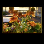 301 Raymur Flowers_Aug 22_2012_HDR_C2767_2x2