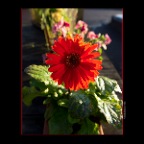 301-260 Raymur Flower_Jul 5_2012_C1366_2x2