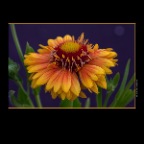 301 Raymur Flower_Jul 19_2012_1753_2x2