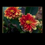 301 Raymur Flower_Jul 19_2012_1769_2x2