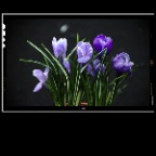 Flowers_Apr 14_2012_C2206_2x2