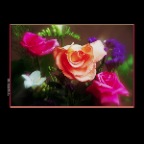 Roses_Nov 9_1996_16_2x2