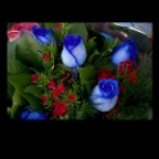 Roses Blue_Nov 7_2010_5465_2x2