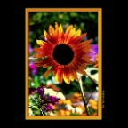 Flower_Sunflower_Aug 5_2019_HDR_A8357_peDehaze&CoolngFltr&El_2x2