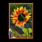 Flowers_Sunflower_Oct 23_2018_HDR_A0047_2x2