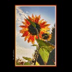 Flowers_Sunflower_Oct 23_2018_HDR_A0035_peHdrWnc_2x2