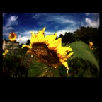 Sunflower_Sep 17 08_3193_2x2
