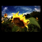 Sunflower_Sep 17 08_3193x_2x2