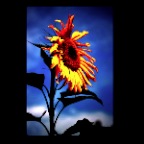 Sunflower_Sep 17 08_3218_1_2x2