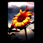 Sunflower_Sept 08_8889_1_2x2