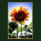 Sunflowers_5695_1_2x2