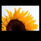 Sunflower_Aug 19 09_7300_2x2