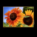 Sunflowers_Aug 6_2014_HDR_F7307_2x2
