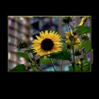 Flowers_Sunflowers_Sep 10_2019_HDR_A9321_peMoreBlu_2x2