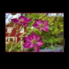 Flowers Clematis_Apr 26_2015_HDR_F6889_2x2