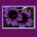 Purple Flowers_2x2