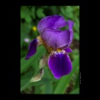 Flower_May 31_2012_3890_2x2