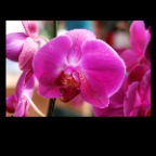 Orchid_9319_1_2x2
