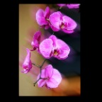 Orchids_0208_1_2x2