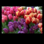 Tulips_6517_2x2