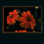 Flowers Rubiccana_Aug 13_2019_HDR_E6562_peSci-fi_2x2