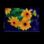 Flowers Rubiccana_Aug 13_2019_HDR_E6554_peJade_2x2