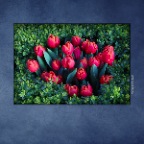Flowers Tulips_Apr 27_2017_HDR_A2569_2x2