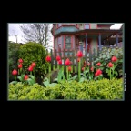 800 Jackson Tulips_Apr 23_2017_HDR_A1889_2x2