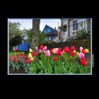 627 Union Tulips_Apr 23_2017_HDR_A1917_2x2