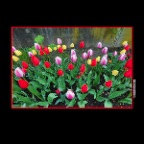627 Union Tulips_Apr 23_2017_HDR_A1921_2x2