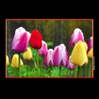 627 Union Tulips_Apr 23_2017_HDR_A1933_2x2