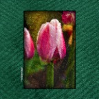627 Union Tulips_Apr 23_2017_HDR_A1945_peNicePastl&PaintEff_2x2_3