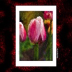 627 Union Tulips_Apr 23_2017_HDR_A1945_peNicePastl&PaintEff_2x2_1